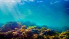 أول تجربة بالعالم.. علماء يجمدون شعاب الحاجز المرجاني العظيم