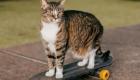 حیوانات استثنایی: از گربه اسکیت‌باز تا سگی که روی دو پا راه می‌رود