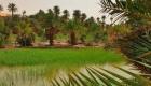 المغرب يواجه التغير المناخي بمبادرات خضراء.. زراعة الواحات أولوية