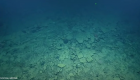 ویدئو | کشف سنگ‌فرش در اعماق اقیانوس دانشمندان را شگفت‌زده کرد