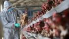 أرجل دجاج "غنية بالفوائد".. هل تتغير العادات الغذائية للمصريين؟ (خاص)