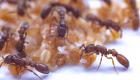 مكتشف "حليب النمل" يكشف لـ"العين الإخبارية".. هل يمكن للبشر تناوله؟