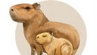 Kapibaralar Hakkında İlginç Bilgiler