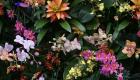 Royaume-Uni: Festival d'orchidées en hommage au Costa Rica au Kew Gardens de Londres
