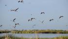 الأراضي الرطبة بعدن.. مخاطر تهدد هجرة الطيور النادرة