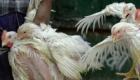 Cameroun : abattage des volailles suite à la détection de foyers de grippe aviaire H5N1