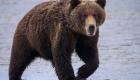 «Malédiction d’un animal» : deux frères tués après avoir voulu tirer sur un ours 