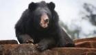 Vidéo| Une femme de Floride attaquée par une maman ours noir dans son allée