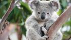 ویدئو | هشدار جدی در مورد انقراض نسل «کوالا» در استرالیا