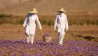 صادرات زعفران ایران ۶۳ درصد کاهش یافت