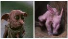گزارش تصویری | تولد یک خوک خاکی «شبیه دابی» در انگلیس