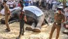 "كنز وطني" حظي بحراسة مسلحة.. نفوق أقدس فيل في سريلانكا (صور)