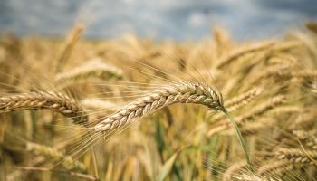 ضغوط كبيرة في سوق الحبوب العالمية