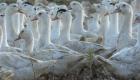 France : la grippe aviaire s'étend dans les Pays de la Loire