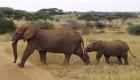 "سن الفيل" يهدد الحياة البرية في إثيوبيا
