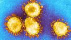 COVID-19 : Les cellules de peau empêchent la reproduction du virus... un nouveau saut scientifique
