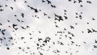 Rusya’dan yeni iddia: “Kuşlarla biyolojik silahları taşıyorlar”