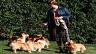 الملكة إليزابيث.. امتلكت 30 كلبا بحياتها وحرمها المرض منها (صور)