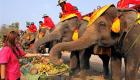 Tayland.. Filler, 'Fil Günü'nü, açık meyve büfesiyle kutladı!