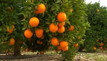 انتاج وفير من البرتقال في الجزائر - أرشيفية