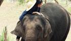 السياحة في تايلاند.. دليلك لقضاء عطلة ممتعة مع الأفيال