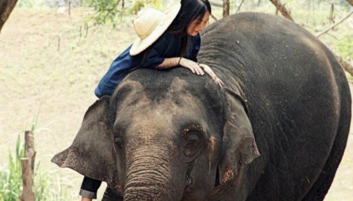  بصورة حيوانك المفضل  - صفحة 75 143-100157-best-places-to-see-elephants-in-thailand_700x400