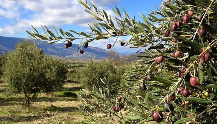 Danıştay'dan yeni 'zeytinlik' kararı