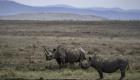 La Banque Mondiale émet des obligations pour protéger les rhinocéros noirs’
