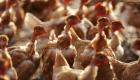Grippe aviaire: la détresse des éleveurs vendéens face au "désastre"