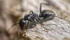 النمل المجنون.. اكتشاف ترياق طبيعي للقضاء على "الحشرة المرعبة"
