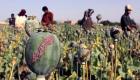 به دستور طالبان، تولید مواد مخدر در افغانستان ممنوع شد