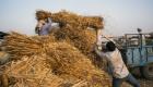 الهند تسعى للسيطرة على سوق القمح العالمي..  معركة "رغيف الخبز" 