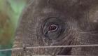 ویدئو | حیوانات باغ‌ وحش شهر جنگ‌زده میکولایف در انتظار بازدیدکنندگان