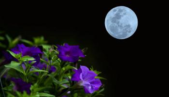 بدر رمضان ينير السماء الجمعة 