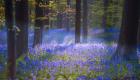 ویدئو | گل‌های ناقوس آبی در «جنگل جادویی» هالربوس بلژیک شکوفه زدند