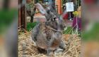 France/Colmar : Schmoutzi, le lapin géant vedette du marché de Pâques de Colmar, a été volé