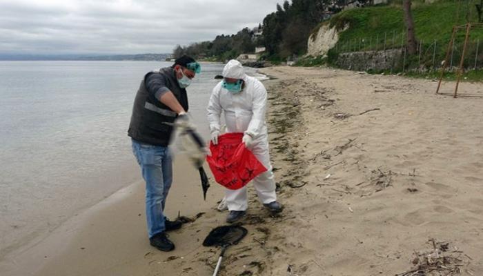 Karadeniz'deki kuş ölümlerinde virüs şüphesi