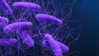 اكتشاف مثير للقلق.. بكتيريا مقاومة للأدوية تنتقل من الحيوانات إلى البشر