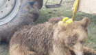 ویدئو | کشتار حیوانات کمیاب در ایران؛ خرس قهوه‌ای به دست روستایی‌ها کشته شد