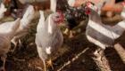 Chine: le premier cas humain de grippe aviaire H3N8 détecté