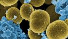 البكتيريا المقاومة للمضادات الحيوية.. 3 نصائح لتقليل ظهورها