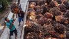 Indonésie: embargo sur  les exportations d'huile de palme
