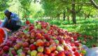 سیب تولید شده در ایران را نمی‌توان به بازار عرضه کرد