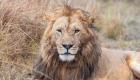 Confondu avec un lion, un sac sème la panique au Kenya