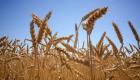 Indice FAO: Baisse légère des prix alimentaires mondiaux en avril