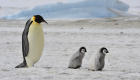 ویدئو | تغییرات اقلیمی، پنگوئن‌های امپراتور را منقرض می‌کند؟
