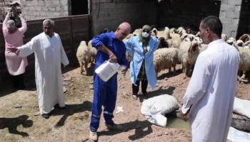 عمليات تعفير مزرعة للأغنام في العراق 