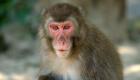 میمون هندی روند محاکمه دو قاتل را مختل کرد