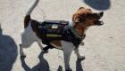 Zelenskiy 200’den fazla patlayıcı tespit eden köpeğe madalya verdi