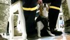 ویدئو | یک سگ‌ موادیاب از زلنسکی مدال افتخار دریافت کرد